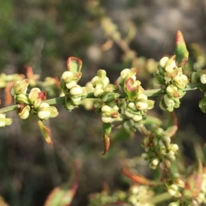 Rumex conglomeratus at Stromlo, ACT - 3 Jan 2019 09:56 AM