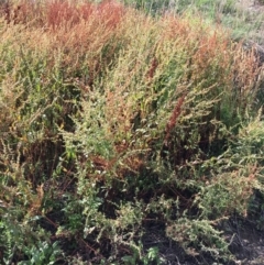 Rumex conglomeratus at Stromlo, ACT - 3 Jan 2019 09:56 AM