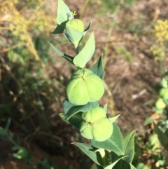 Euphorbia lathyris (Caper Spurge) at Stromlo, ACT - 2 Jan 2019 by RWPurdie