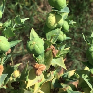 Euphorbia lathyris at Stromlo, ACT - 3 Jan 2019