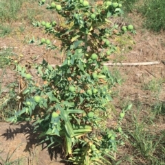 Euphorbia lathyris at Stromlo, ACT - 3 Jan 2019