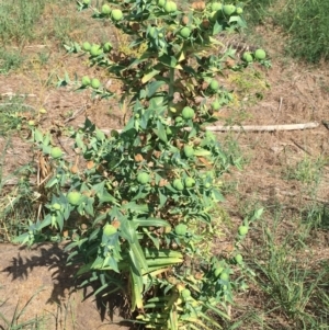 Euphorbia lathyris at Stromlo, ACT - 3 Jan 2019 10:00 AM