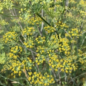 Foeniculum vulgare at Stromlo, ACT - 3 Jan 2019 10:07 AM