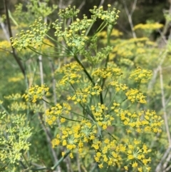 Foeniculum vulgare at Stromlo, ACT - 3 Jan 2019 10:07 AM