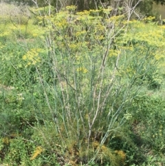 Foeniculum vulgare at Stromlo, ACT - 3 Jan 2019 10:07 AM