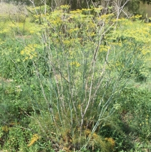 Foeniculum vulgare at Stromlo, ACT - 3 Jan 2019 10:07 AM