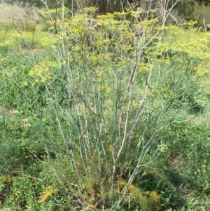 Foeniculum vulgare at Stromlo, ACT - 3 Jan 2019