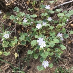 Malva neglecta (Dwarf Mallow) at Stony Creek - 2 Jan 2019 by RWPurdie