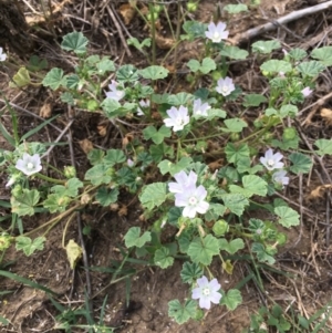 Malva neglecta at Coree, ACT - 3 Jan 2019 10:22 AM