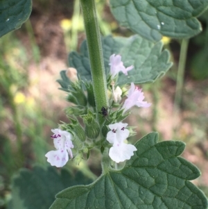 Nepeta cataria at Stromlo, ACT - 3 Jan 2019