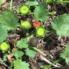 Modiola caroliniana (Red-flowered Mallow) at Stromlo, ACT - 2 Jan 2019 by RWPurdie