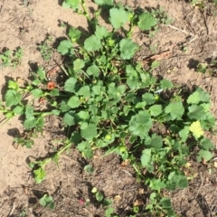 Modiola caroliniana at Stromlo, ACT - 3 Jan 2019 10:33 AM