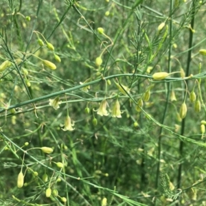 Asparagus officinalis at Stromlo, ACT - 3 Jan 2019