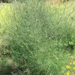 Asparagus officinalis at Stromlo, ACT - 3 Jan 2019