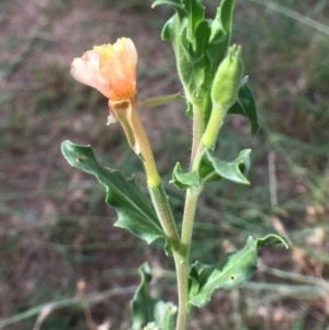 Oenothera indecora subsp. bonariensis at Coree, ACT - 3 Jan 2019 10:16 AM