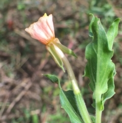 Oenothera indecora subsp. bonariensis at Coree, ACT - 3 Jan 2019 10:16 AM