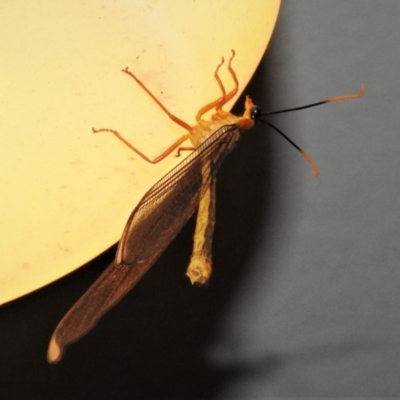 Nymphes myrmeleonoides (Blue eyes lacewing) at Wanniassa, ACT - 2 Jan 2019 by JohnBundock