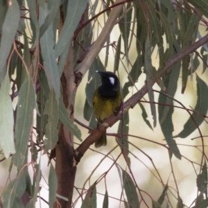 Nesoptilotis leucotis at Michelago, NSW - 11 Jun 2018 10:50 AM