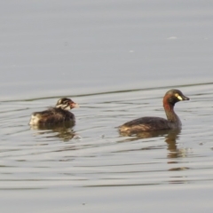 Tachybaptus novaehollandiae (Australasian Grebe) at Fyshwick, ACT - 3 Jan 2019 by KumikoCallaway