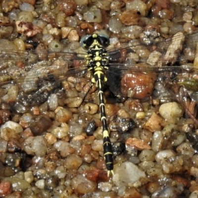 Austrogomphus cornutus (Unicorn Hunter) at Namadgi National Park - 3 Jan 2019 by JohnBundock