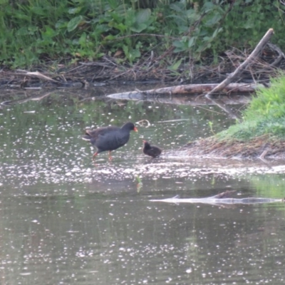 Gallinula tenebrosa (Dusky Moorhen) at Fyshwick, ACT - 3 Jan 2019 by KumikoCallaway