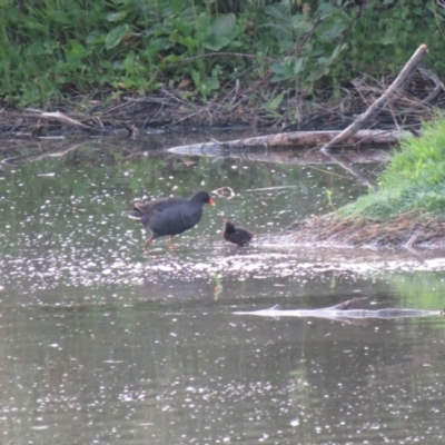 Gallinula tenebrosa (Dusky Moorhen) at Fyshwick, ACT - 2 Jan 2019 by KumikoCallaway