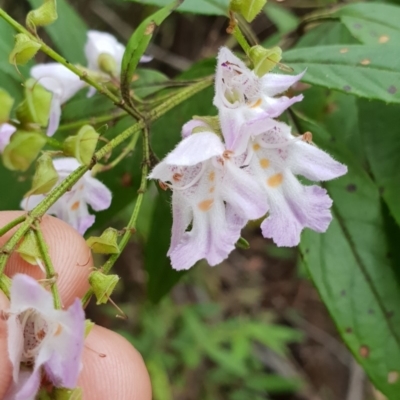 Prostanthera lasianthos (Victorian Christmas Bush) at Cotter River, ACT - 31 Dec 2018 by ACTParks-InvasivePlantsTeam