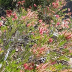 Callistemon subulatus (Dwarf Bottlebrush) at Bendora Reservoir - 2 Jan 2019 by ACTBioSecurity