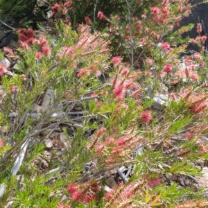 Callistemon subulatus at Cotter River, ACT - 3 Jan 2019