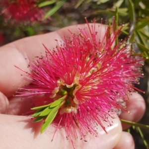 Callistemon subulatus at Cotter River, ACT - 3 Jan 2019