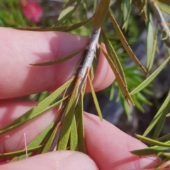 Callistemon subulatus at Cotter River, ACT - 3 Jan 2019