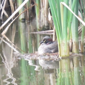 Tachybaptus novaehollandiae at Fyshwick, ACT - 3 Jan 2019