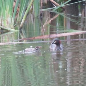 Tachybaptus novaehollandiae at Fyshwick, ACT - 3 Jan 2019