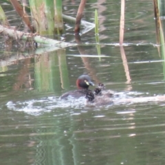 Tachybaptus novaehollandiae at Fyshwick, ACT - 3 Jan 2019