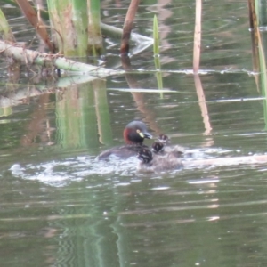 Tachybaptus novaehollandiae at Fyshwick, ACT - 3 Jan 2019