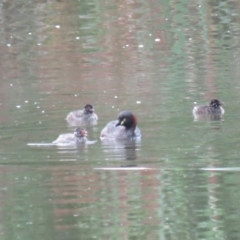 Tachybaptus novaehollandiae at Fyshwick, ACT - 3 Jan 2019