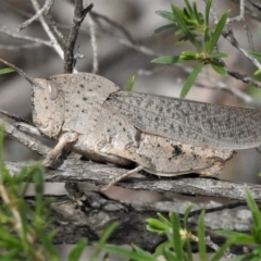 Goniaea australasiae (Gumleaf grasshopper) at Namadgi National Park - 3 Jan 2019 by JohnBundock