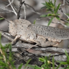 Goniaea australasiae (Gumleaf grasshopper) at Paddys River, ACT - 3 Jan 2019 by JohnBundock