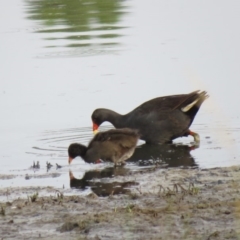 Gallinula tenebrosa (Dusky Moorhen) at Fyshwick, ACT - 3 Jan 2019 by KumikoCallaway