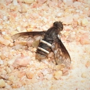 Villa sp. (genus) at Paddys River, ACT - 3 Jan 2019