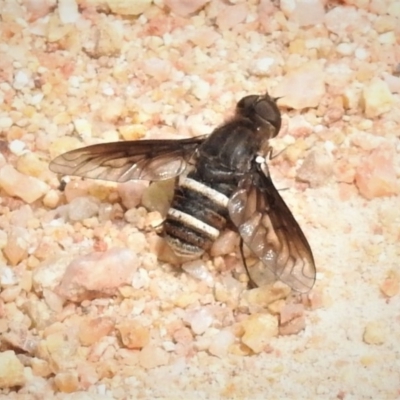 Villa sp. (genus) (Unidentified Villa bee fly) at Paddys River, ACT - 3 Jan 2019 by JohnBundock
