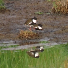 Erythrogonys cinctus (Red-kneed Dotterel) at Fyshwick, ACT - 2 Jan 2019 by KumikoCallaway