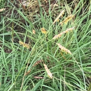 Sorghum leiocladum at Molonglo Valley, ACT - 3 Jan 2019