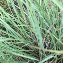 Sorghum leiocladum at Molonglo Valley, ACT - 3 Jan 2019