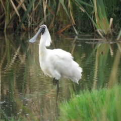 Platalea regia (Royal Spoonbill) at Fyshwick, ACT - 3 Jan 2019 by KumikoCallaway