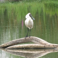 Platalea regia at Fyshwick, ACT - 3 Jan 2019