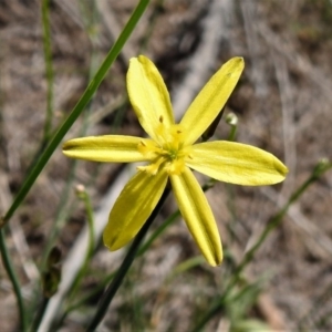 Tricoryne elatior at Paddys River, ACT - 3 Jan 2019