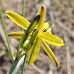 Tricoryne elatior at Paddys River, ACT - 3 Jan 2019