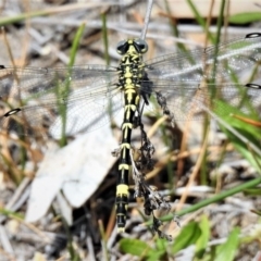 Austrogomphus cornutus (Unicorn Hunter) at Namadgi National Park - 3 Jan 2019 by JohnBundock