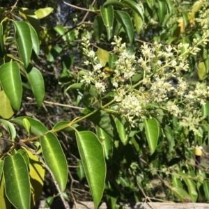 Ligustrum lucidum at Turner, ACT - 3 Jan 2019